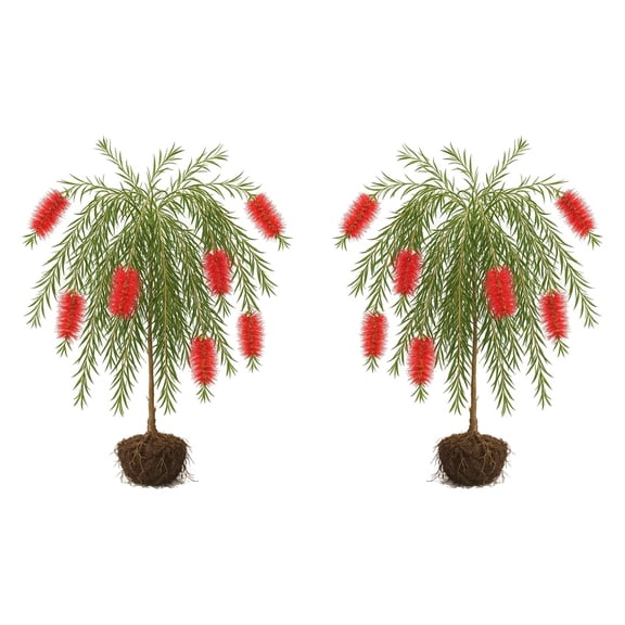 Weeping Bottlebrush Starter Plants - 2 Pack, Full Sun, USDA Zones 9-11, Ships Bare Root