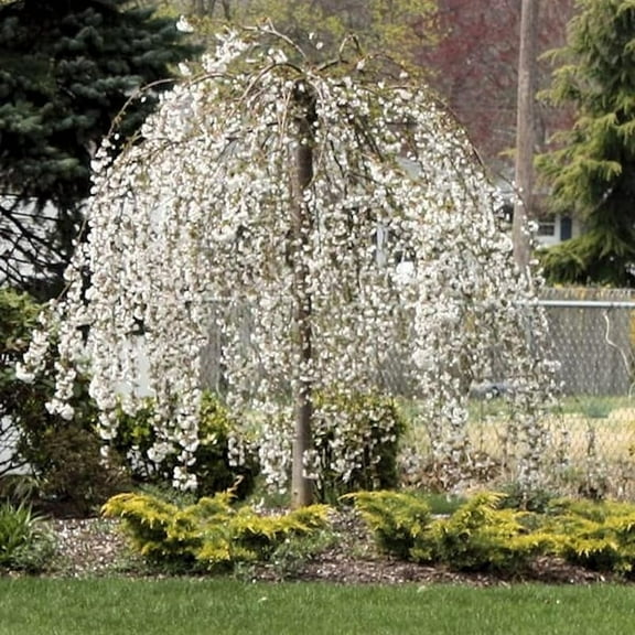 Weeping Cherry Blossom Tree - 6 to 10 Inch White Cherry Flower Live Tree in Pot, Dormant Tree, Ornamental Flower Tree for Garden & Landscape