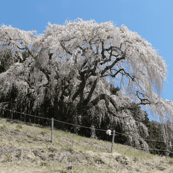 Weeping Cherry Blossom Trees from 3 to 5 Inch Tall in 2.5'' Pot, Dormant and Ready to Plant