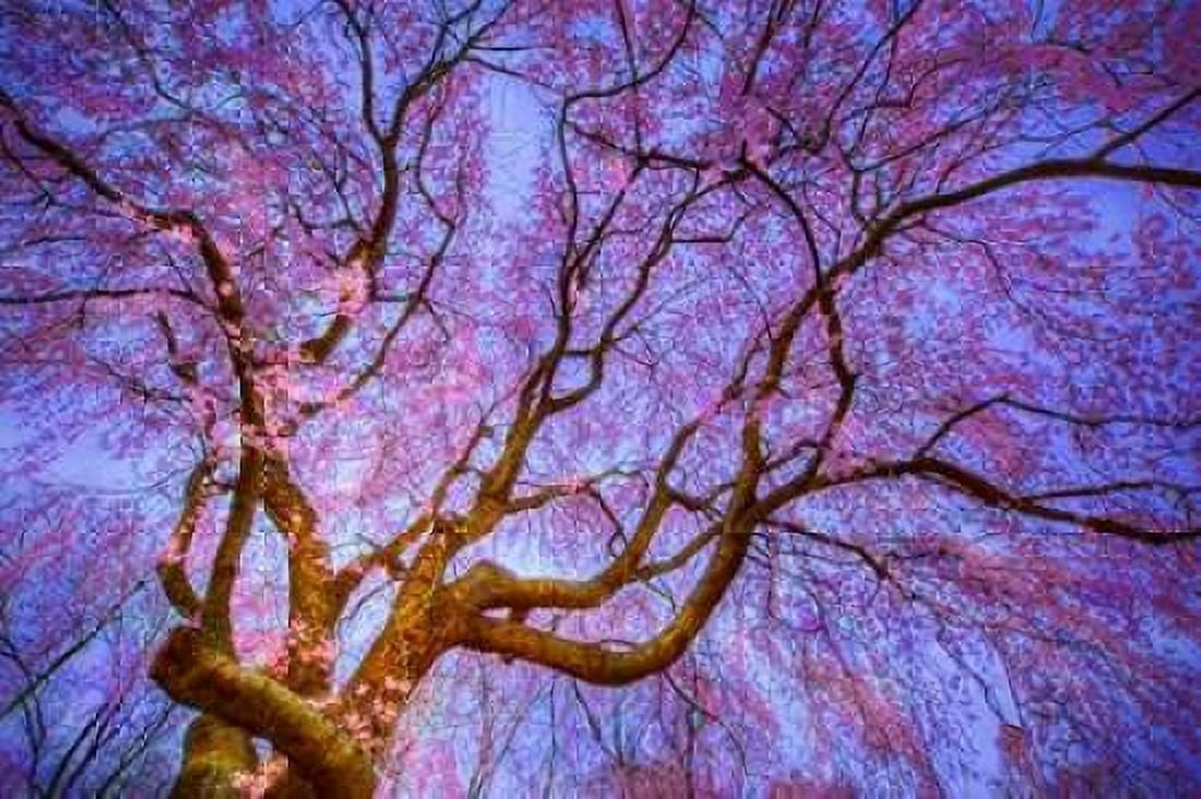 Weeping Cherry Canvas Art - Natalie Mikaels (24 x 36)