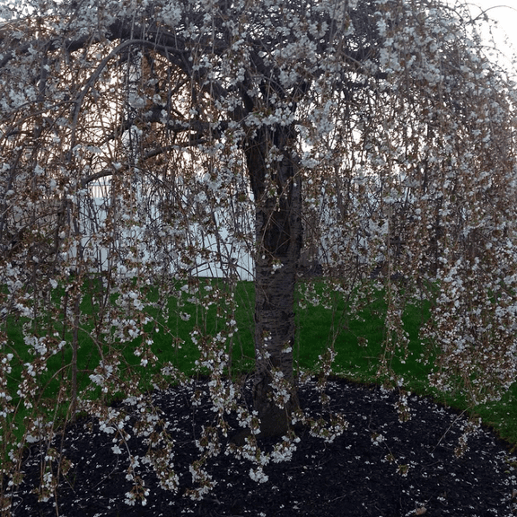 Weeping Cherry Live Plant, Cherry Blossom Flower Dormant Tree for Planting, 3-5 inches Tall in 2.5'' Pot