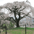 thumbnail image 1 of Weeping Cherry Live Plant from 3 to 5 Inches, Dormant Pink Flower Cherry Tree, 1 of 6