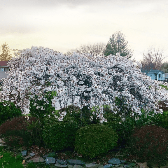 Weeping Cherry Tree, Cherry Blossom Tree Live for Zone 5-8, Dormant from 3-5 inches in Height
