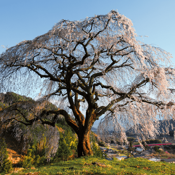 Weeping Cherry Tree, Pink Dormant Flowering Cherry Tree Potted from 3-5 Inches Tall