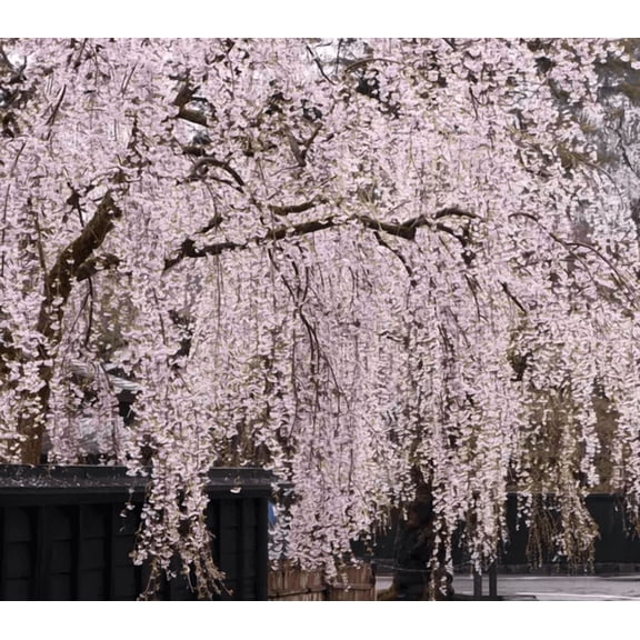 Weeping Cherry Tree Live for Planting, Perennial Cherry Blossom Sapling for Garden 6 to 12 Inch Tall in 2.5 Inch Pot - Dormant in Winter