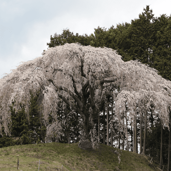 Weeping Cherry Tree Plant, Dormant Flowering Cherry Tree in 2.5 Inches Pot for Planting