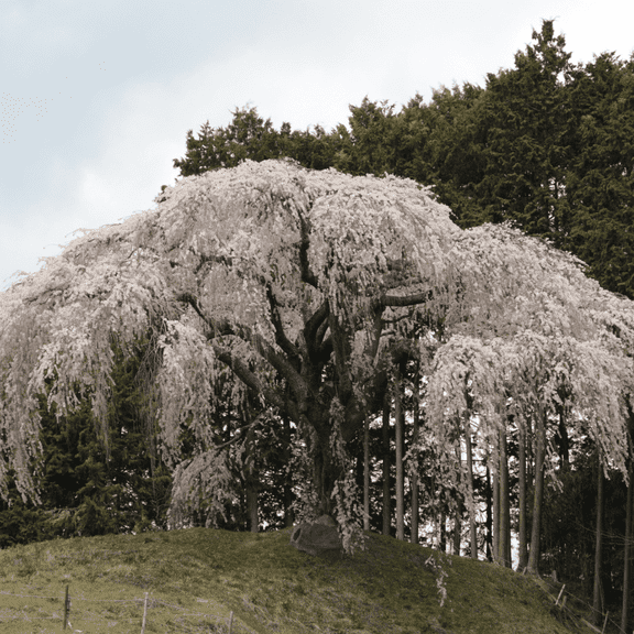 Weeping Cherry Tree Plant, Dormant Flowering Cherry Tree in 2.5 Inches Pot for Planting