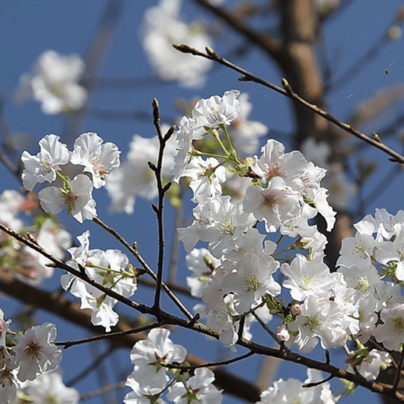 Weeping Cherry Tree Plant Live in 2.5'' Pot, White Cherry Flower Plant, Cherry Blossom Plant for Planting