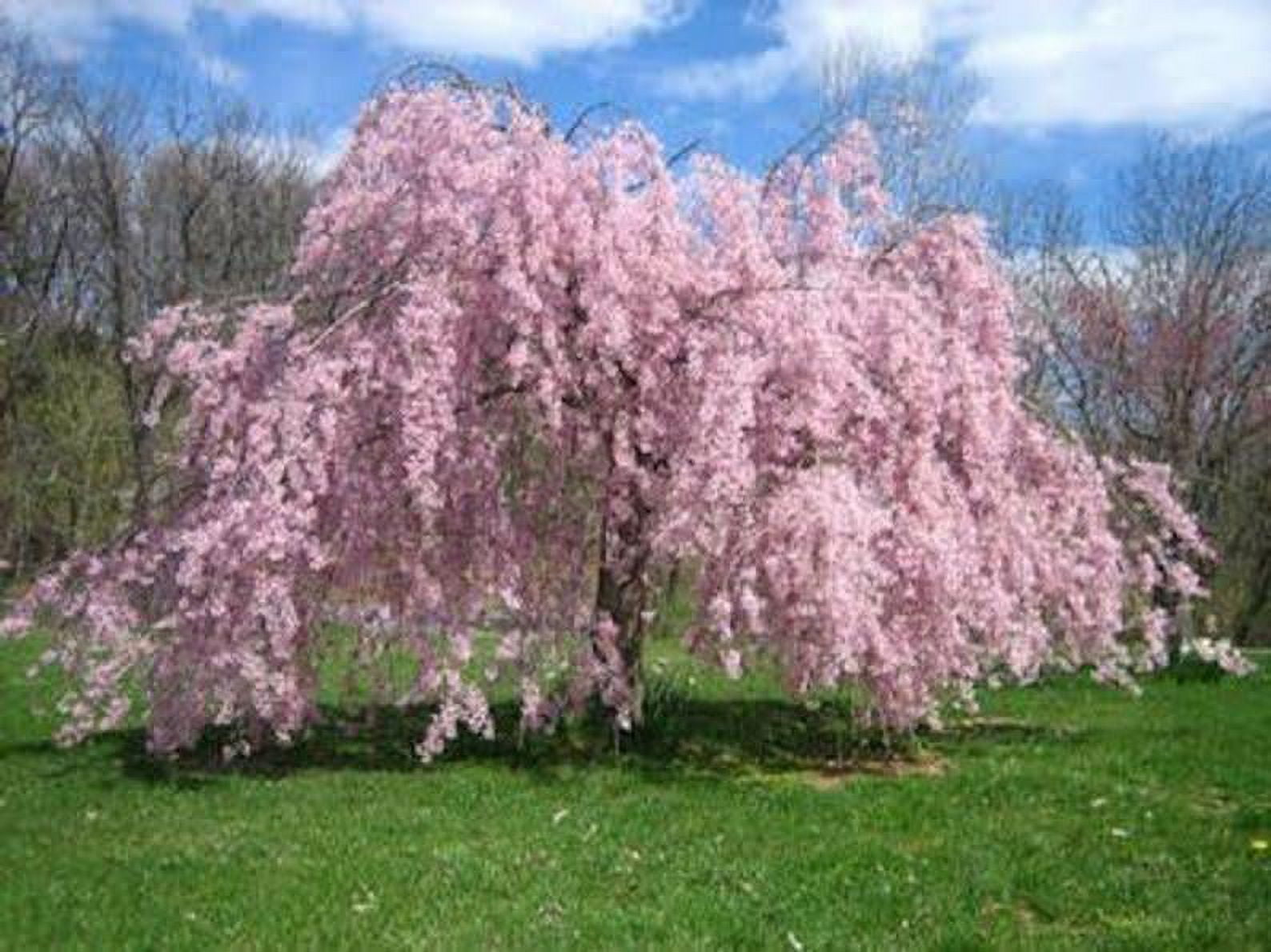 Weeping Cherry Tree Seeds for Planting 10+ Seeds Highly Prized for