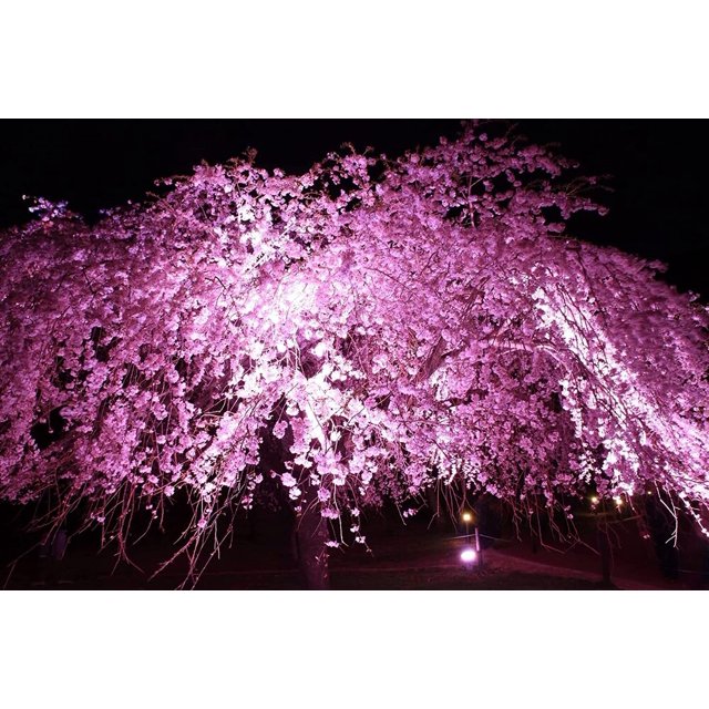 Weeping Cherry Tree Seeds for Planting (8 Seeds) Blooming Weeping