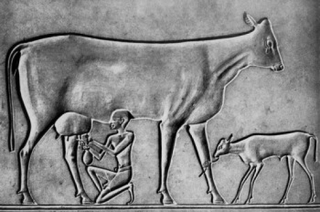 Weeping Cow with Calf being Milked Egypt Canvas Art - (18 x 24)