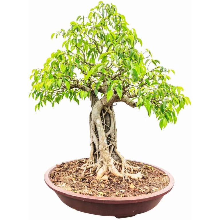 Weeping Fig Bonsai Tree Seeds -25 Seeds - Ficus benjamina, Excellent Indoor Plant - Money Plant Seeds