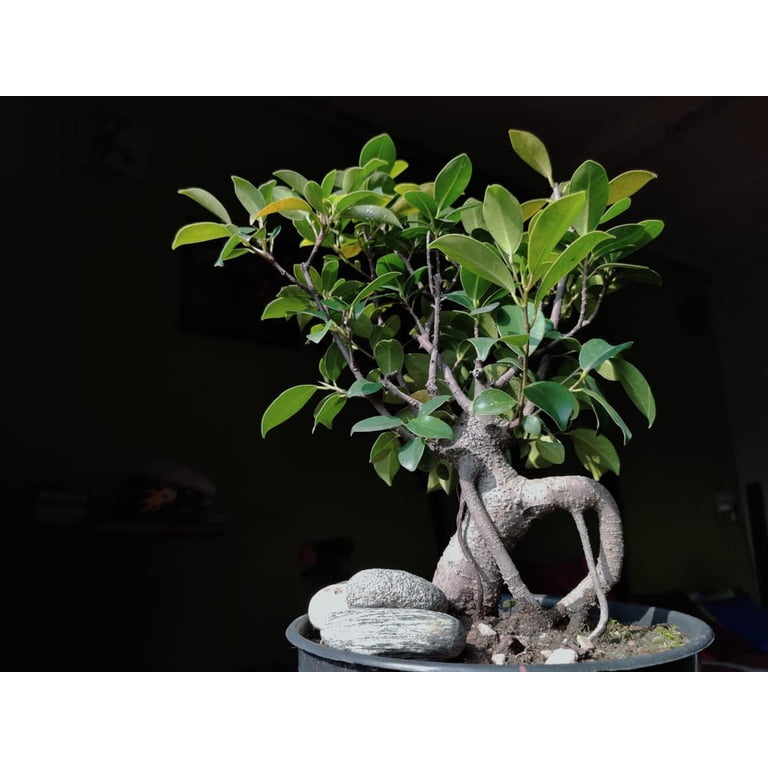 grow lights for plants indoors Grow Cube main image 1