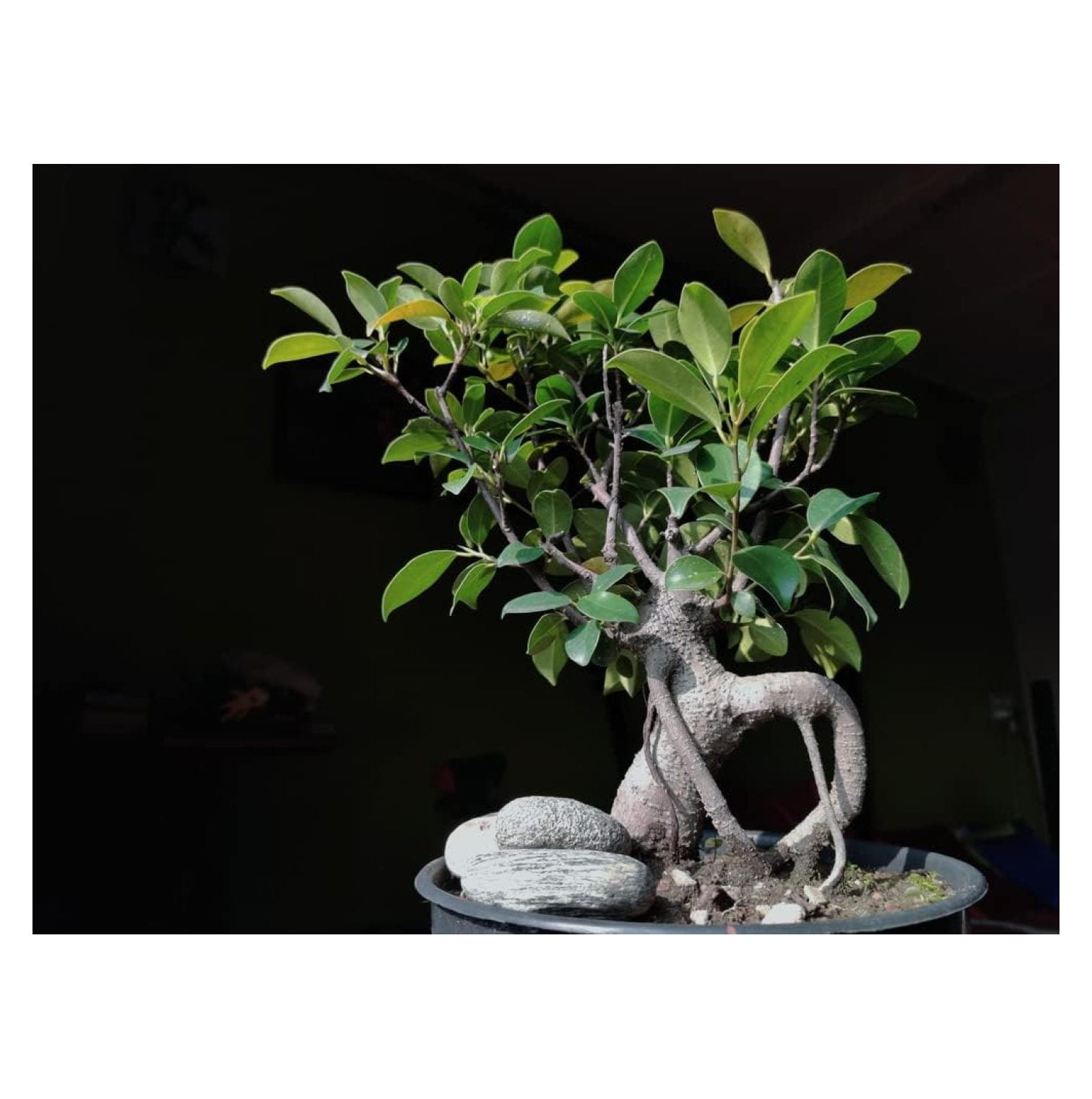 Weeping Fig Bonsai Tree Seeds for Planting 30 Seeds Ficus benjamina