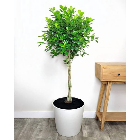 Weeping Fig-Danielle-Elegant indoor plant 10" Pot