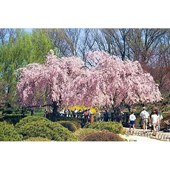 Weeping Higan Cherry 5 Seeds - Prunus Subhirtella Pendula Tree Seeds, Japanese Weeping Cherry Tree Seeds, Flowering Cherry Tree Seeds for Planting