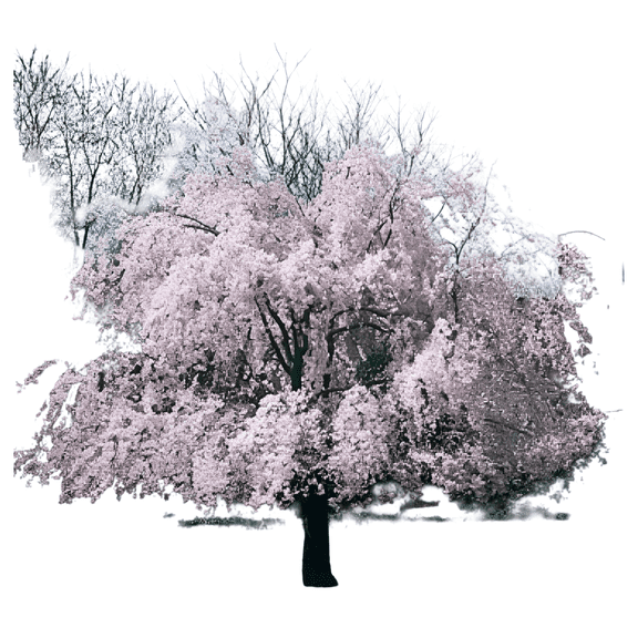 Weeping Higan Cherry Tree Live Flowering Ornamental Tree, 1 Gallon Potted