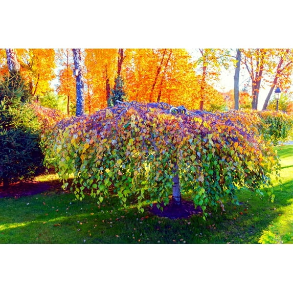CZ Grain 250 Weeping Silver Birch Tree Plant Seeds