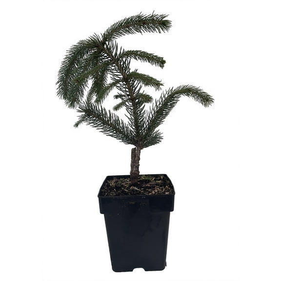 Weeping White Spruce Tree - Picea glauca Pendula - 5.5" Pot