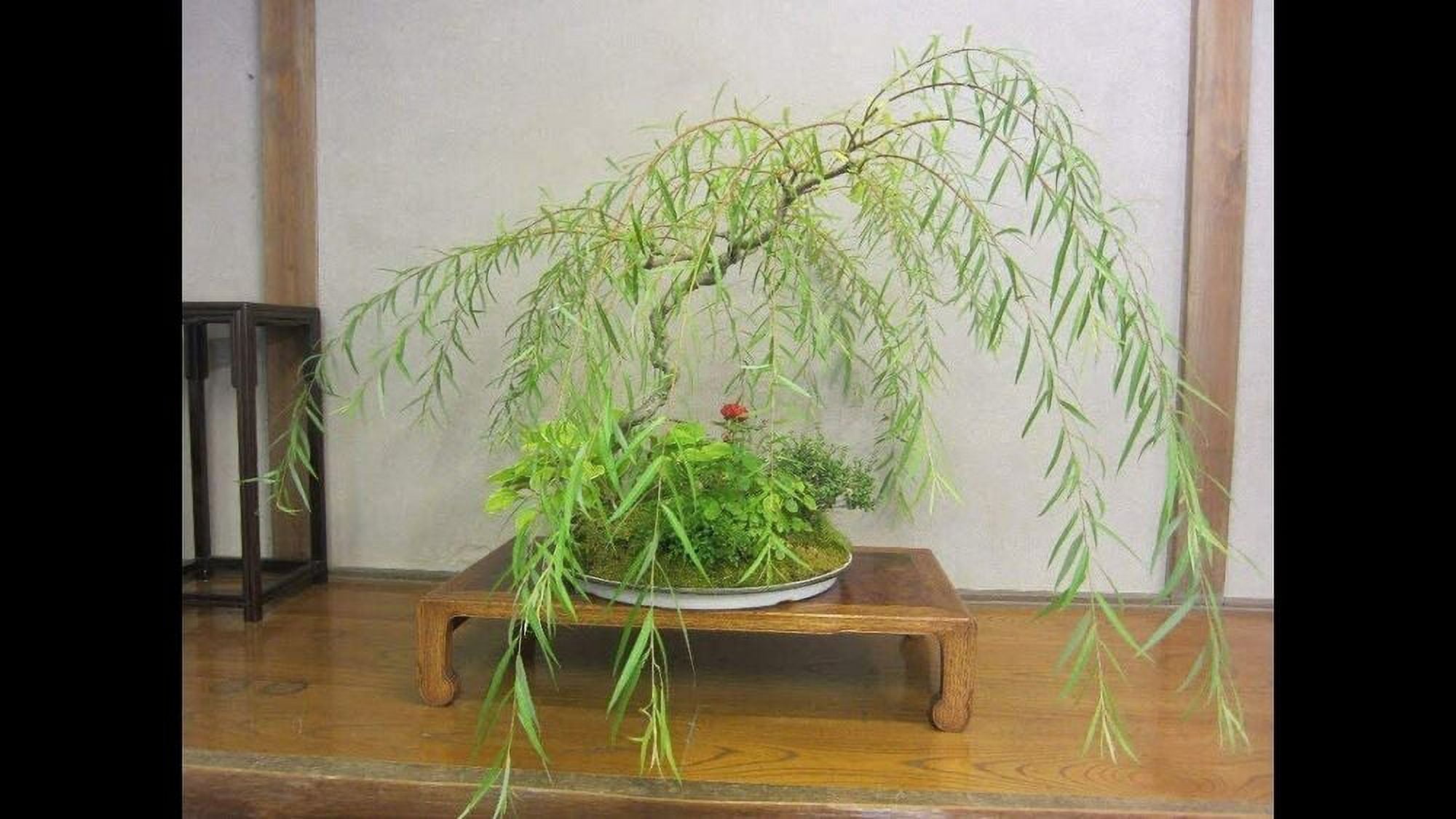 Weeping Willow Bonsai Live Tree Ready to Plant Dwarf Bonsai Very Easy