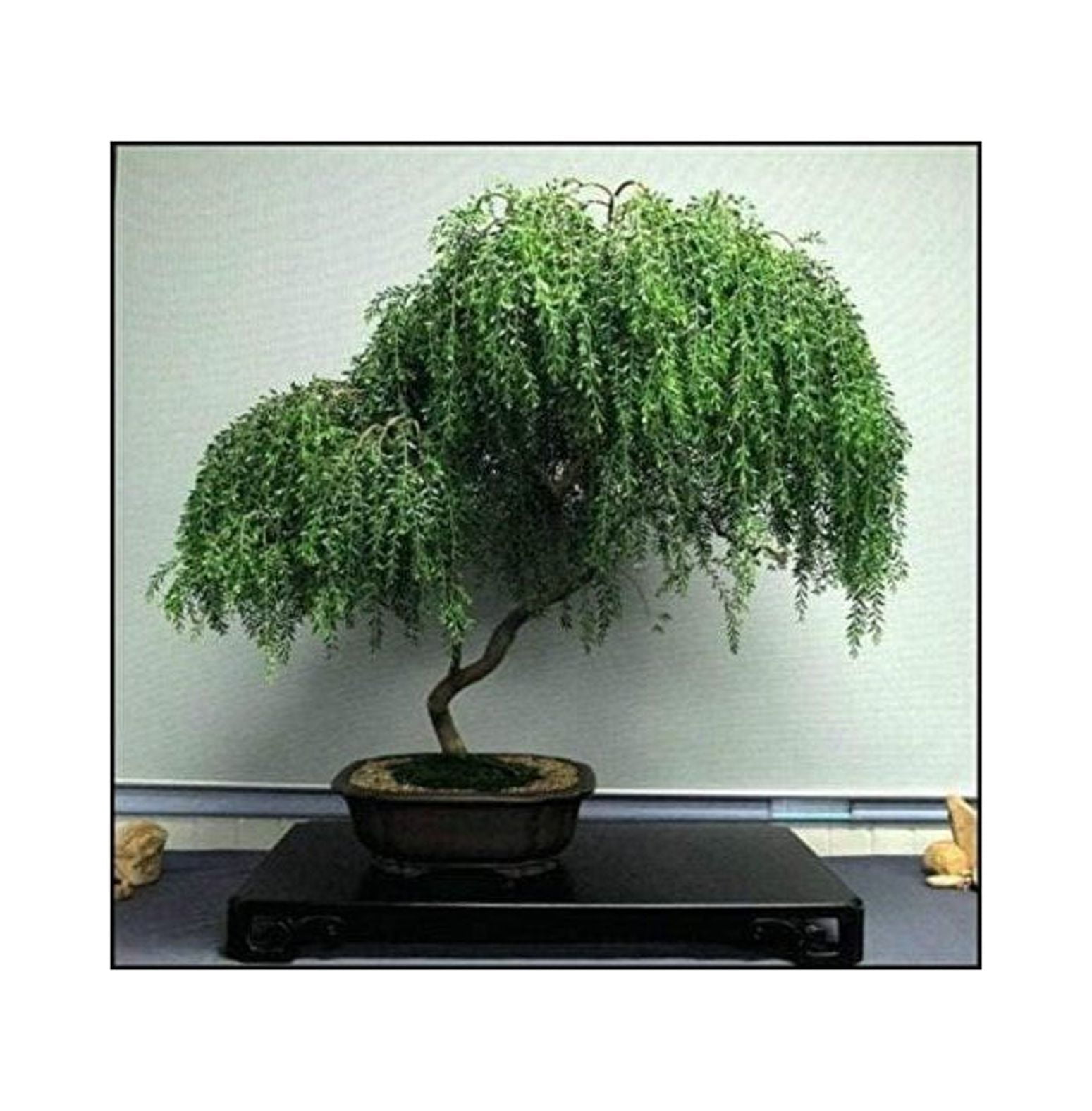 Weeping Willow Bonsai Live Tree Ready to Plant Dwarf