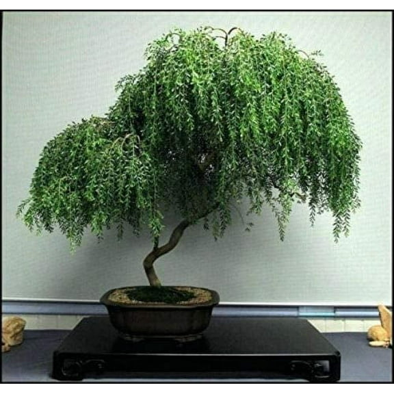 Weeping Willow Bonsai Live Tree, Ready to Plant Dwarf