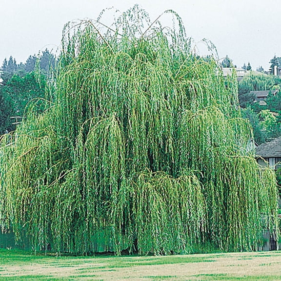 Weeping Willow Dormant Bare Root Starter Tree (1-Pack)