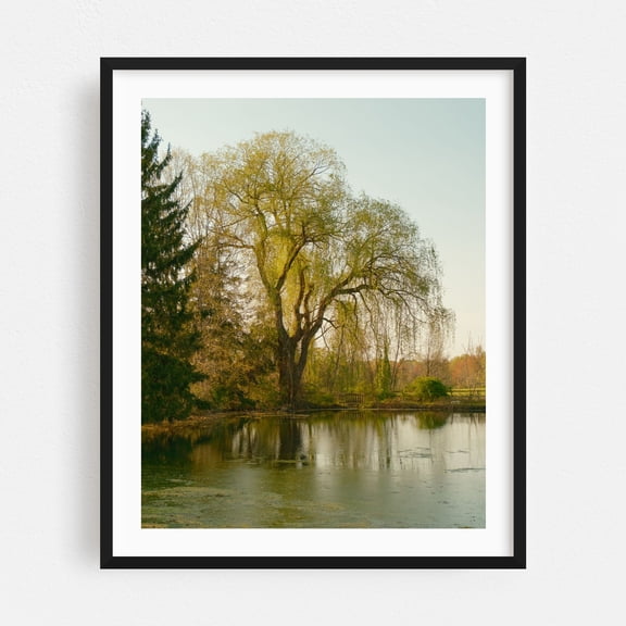 Weeping Willow, Elizaville - New York Photography Nature Landscape Scenic Rural Water Pastoral Black Framed Wall Art Print 18 x 24 inches