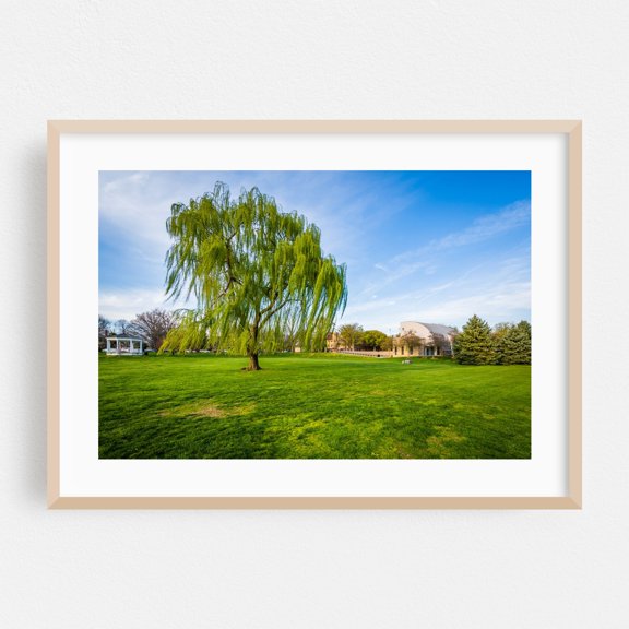 Weeping Willow - Frederick Maryland Photography Oak Framed Wall Art Print 24 x 36 inches