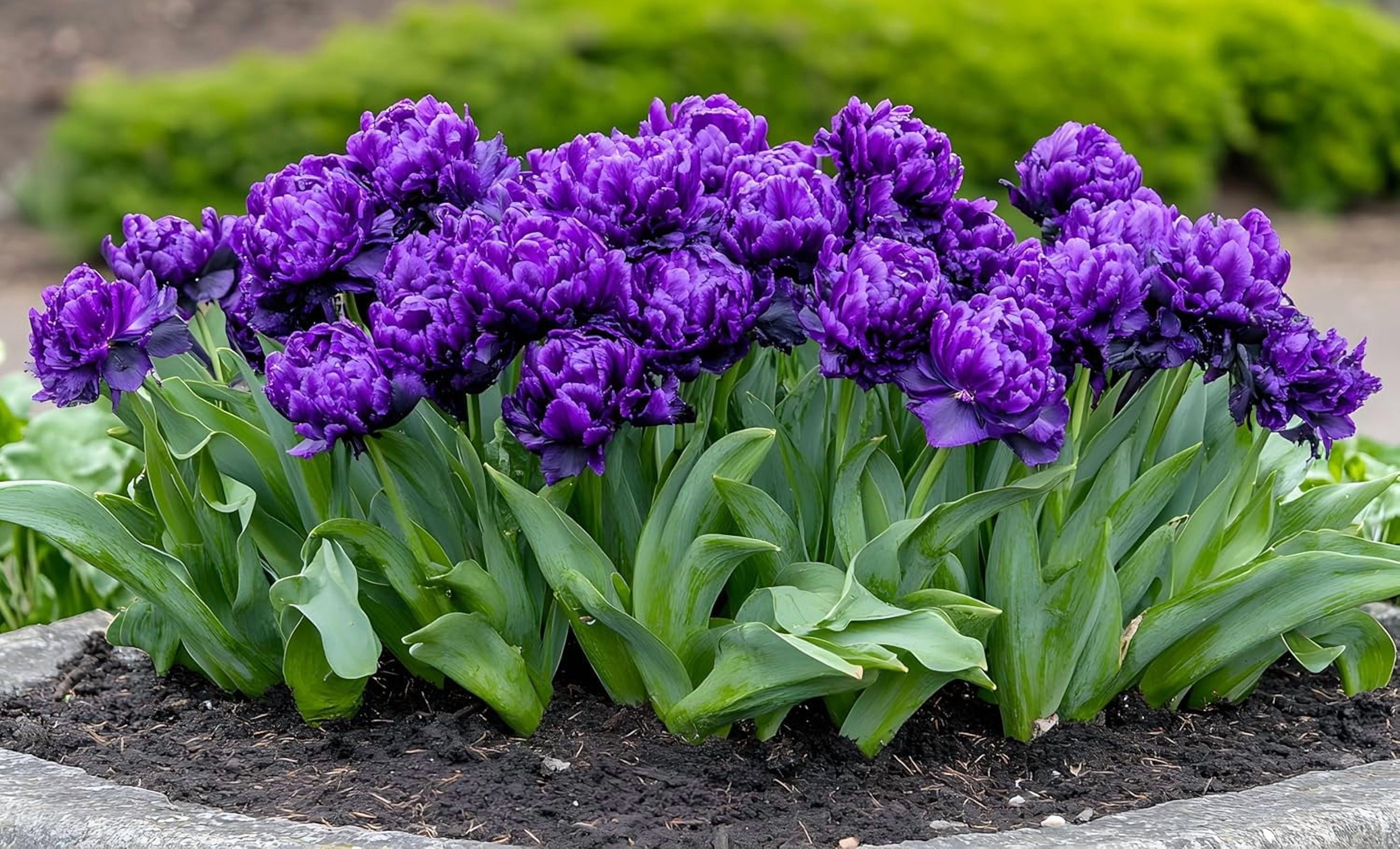 アウガルテン　Willow Weeping Willow Tree Cuttings to Plant - Fast Growing Trees