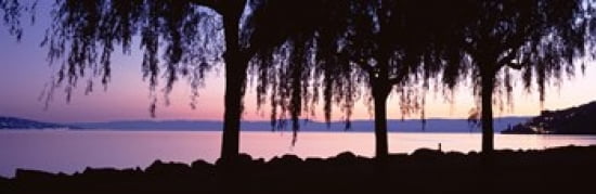 Weeping Willows Lake Geneva St Saphorin Switzerland Canvas Art - Panoramic Images (36 x 12)