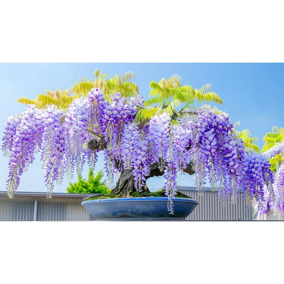 Weeping Wisteria Bonsai Tree Seedling for Planting - 1 Year Old Well Rooted Seedling