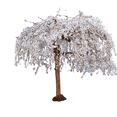 thumbnail image 1 of Weeping Yoshino Cherry Tree – Graceful Cascading Branches, Soft Pink Spring Blossoms, Ornamental Flowering Tree, Zones 5–8, 1 of 6