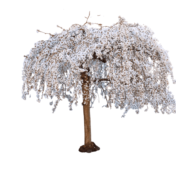 Weeping Yoshino Cherry Tree Graceful Ornamental Tree with Cascading Branches & Soft Pink Spring Blossoms