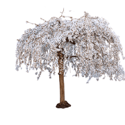 Weeping Yoshino Cherry Tree   Graceful Cascading Branches, Soft Pink Spring Blossoms, Ornamental Flowering Tree, Zones 5 8