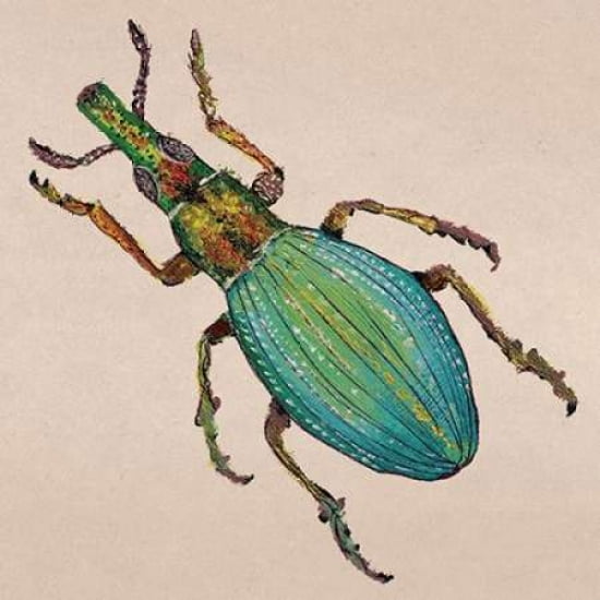 Weevil Canvas Art - Lily Greenwood (24 x 24)