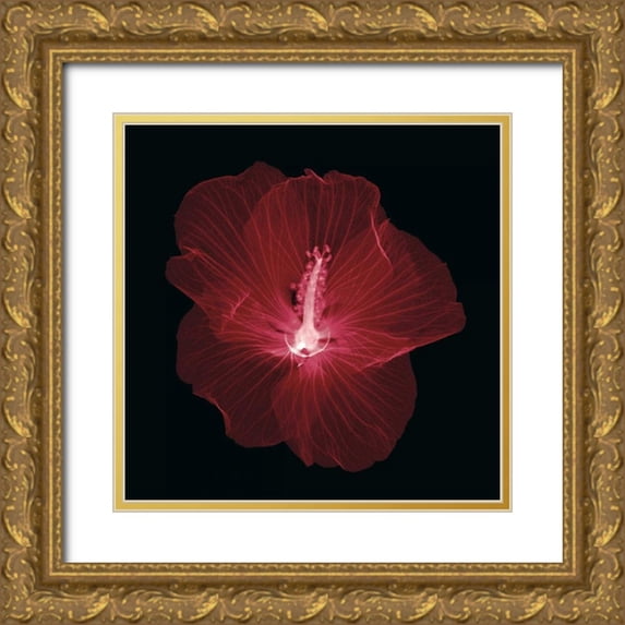 Wehtje, Jim 26x26 Gold Ornate Wood Framed with Double Matting Museum Art Print Titled - Hibiscus
