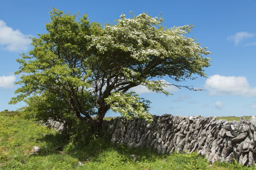 Weidornbaum in Burren County Clare Ireland Canvas Art - Carl Bruemmer Design Pics (19 x 12)
