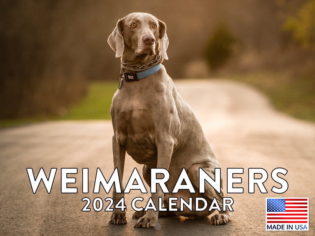 Weimaraner Dog Breed 2024 Wall Calendar