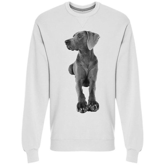 Weimaraner Dog: Laying Down Sweatshirt Men -Image by Shutterstock, Male Small
