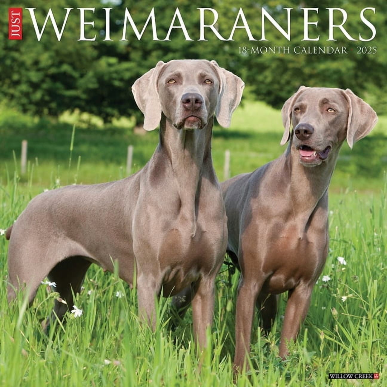Weimaraners 2025 Wall Calendar