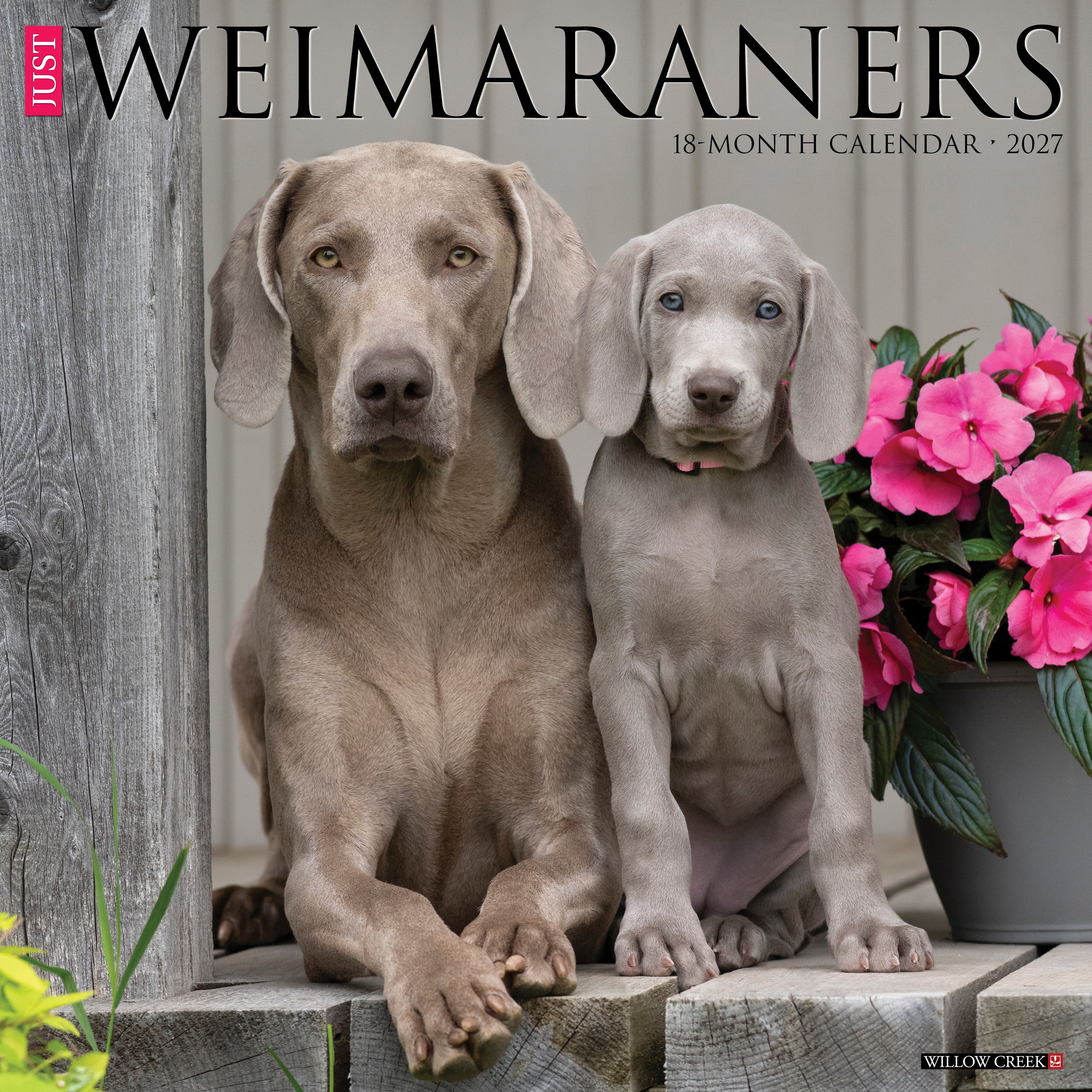 Willow Creek Press, Weimaraners 2027 Wall Calendar