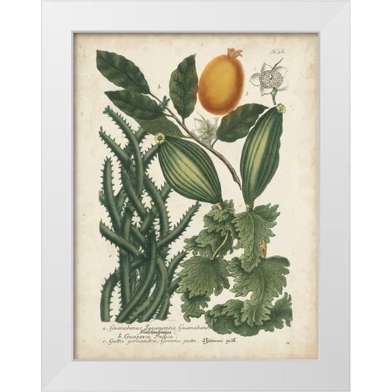 Weinmann 25x32 White Modern Wood Framed Museum Art Print Titled - Exotic Weinmann Botanical III