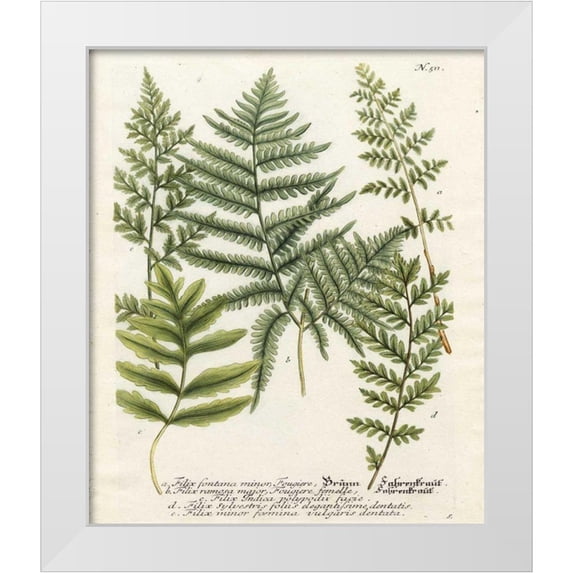 Weinmann 26x30 White Modern Wood Framed Museum Art Print Titled - Fern Gathering II