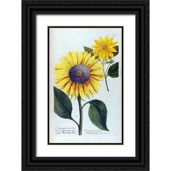 Weinmann, Jacob 10x14 Black Ornate Wood Framed with Double Matting Museum Art Print Titled - Sunflower Flor Solis Mini