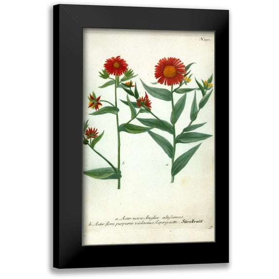 Weinmann, Johann W. 10x14 Black Modern Framed Museum Art Print Titled - Aster, Plate 190