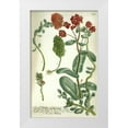 thumbnail image 1 of Weinmann, Johann W. 10x14 White Modern Wood Framed Museum Art Print Titled - Sedum, Plate 967, 1 of 4