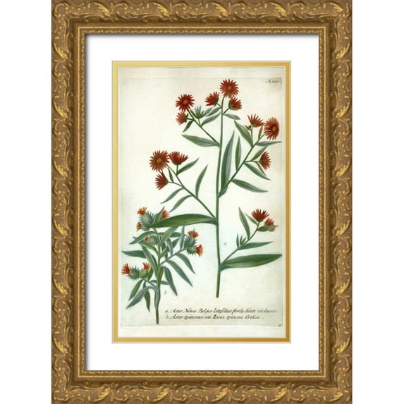 Weinmann, Johann W. 13x18 Gold Ornate Wood Framed with Double Matting Museum Art Print Titled - Aster, Plate 189