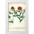 thumbnail image 1 of Weinmann, Johann W. 13x18 White Modern Wood Framed Museum Art Print Titled - Aster, Plate 190, 1 of 4