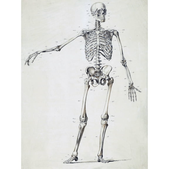 Weissenbruch Human Frame Skeleton Bones Drawing Extra Large XL Wall Art Poster Print